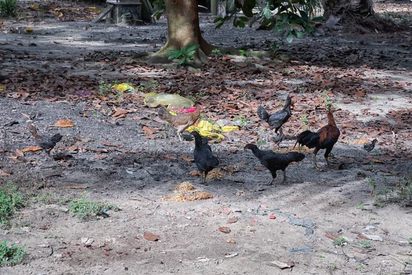 Takarmányt Etető Csirkeállomány Szántóföldön — Stock Fotó