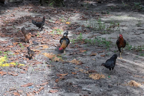 Herde Hühner Füttert Futter Auf Dem Feld — Stockfoto
