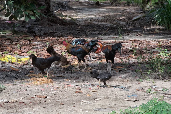 Herde Hühner Füttert Futter Auf Dem Feld — Stockfoto