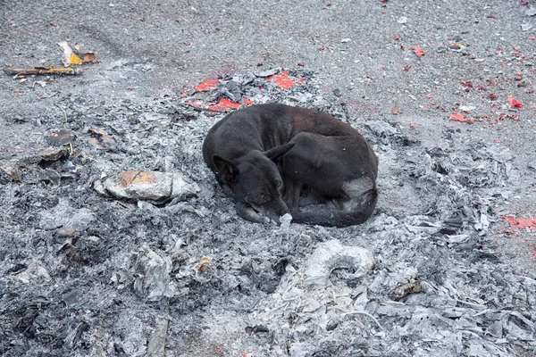 Cão Vadio Preto Descansando Sobre Pilha Cinzas Queimadas — Fotografia de Stock