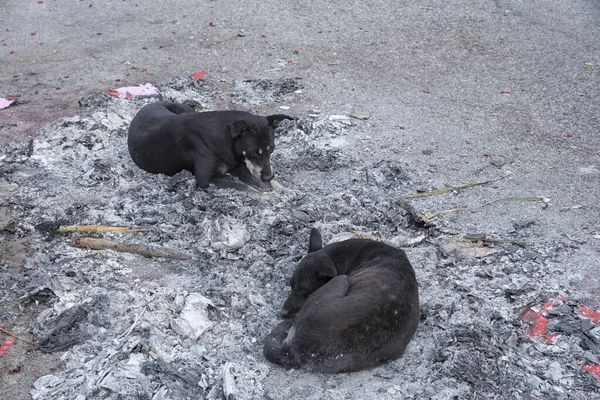 Μαύρο Αδέσποτο Σκυλί Αναπαύεται Στο Σωρό Των Καμένων Σταχτών — Φωτογραφία Αρχείου