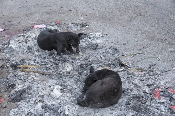 Zwarte Zwerfhond Rustend Stapel Verbrande — Stockfoto