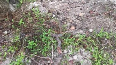 Lastik malikanesinde kütük sahnesi.