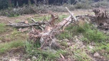 Lastik malikanesinde kütük sahnesi.