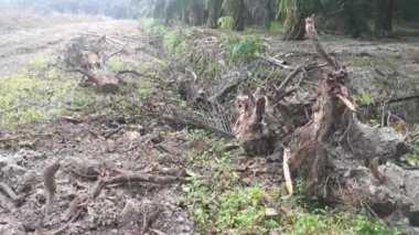 Lastik malikanesinde kütük sahnesi.