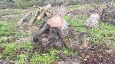 Lastik malikanesinde kütük sahnesi.