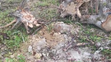 Lastik malikanesinde kütük sahnesi.