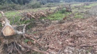 Lastik malikanesinde kütük sahnesi.