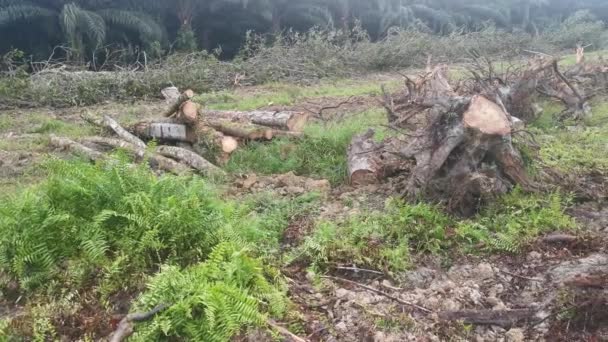 Logging Scene Het Rubber Landgoed — Stockvideo