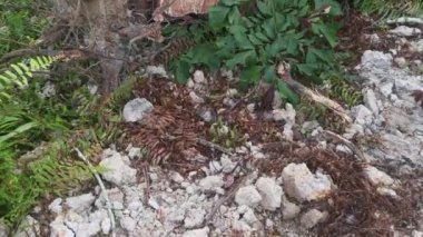 Lastik malikanesinde kütük sahnesi.