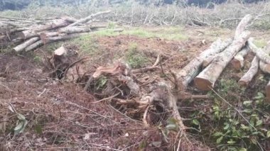 Lastik malikanesinde kütük sahnesi.