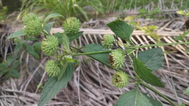 Ragno Giallo Giardino Che Nidifica Sul Knobweed — Video Stock