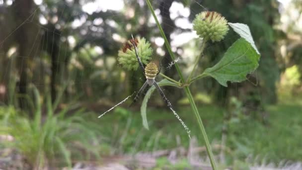 Amarelo Jardim Aranha Nidificação Knobweed — Vídeo de Stock