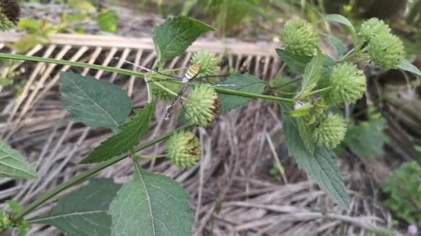 Araña Jardín Amarillo Anidando Perilla — Vídeos de Stock