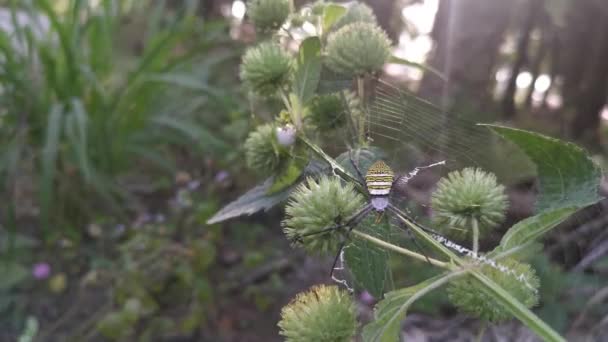 Yellow Garden Spider Nesting Knobweed — Stock Video