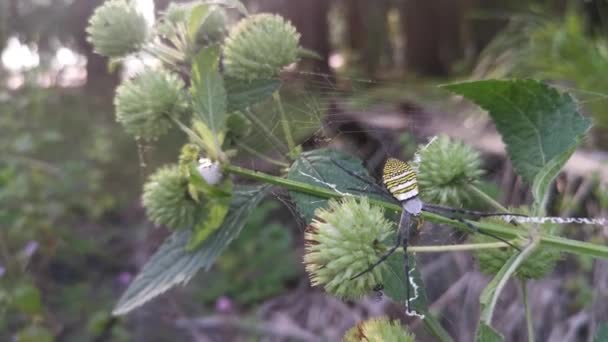 Yellow Garden Spider Nesting Knobweed — Stock Video