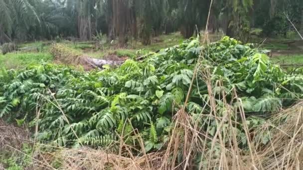 Wildes Blattmonster Kriecht Über Die Wiese — Stockvideo