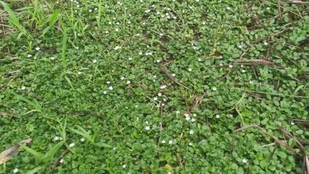 Tiny Wild Bindweed Creeping Ground — Stock Video