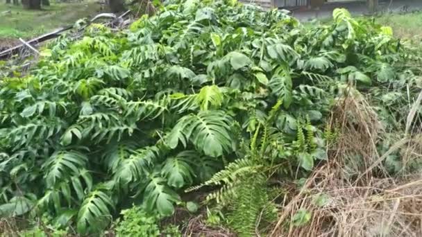 Salvaje Monstera Frondoso Arrastrándose Alrededor Pradera — Vídeo de stock