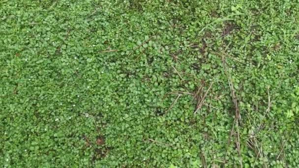 在地上爬行的小野草 — 图库视频影像