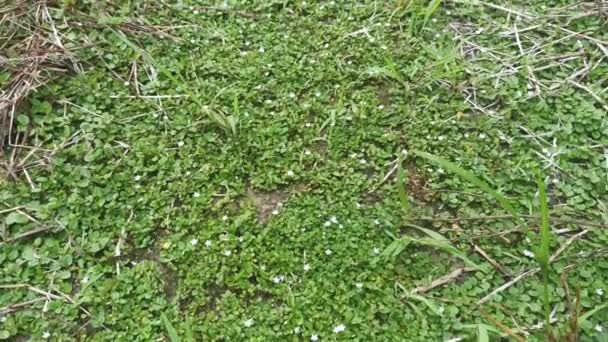 Tiny Wild Bindweed Creeping Ground — Stock Video