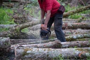 Bilinmeyen bir oduncunun yakın çekimi hareket halindeki ağaç gövdesini kesiyor ve talaş uçuyor. 