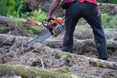 Bilinmeyen bir oduncunun yakın çekimi hareket halindeki ağaç gövdesini kesiyor ve talaş uçuyor. 