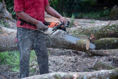 Bilinmeyen bir oduncunun yakın çekimi hareket halindeki ağaç gövdesini kesiyor ve talaş uçuyor. 