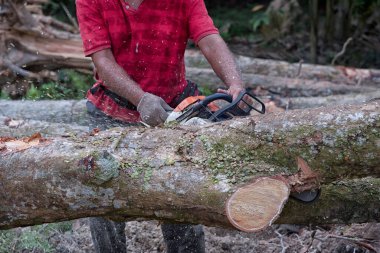 Bilinmeyen bir oduncunun yakın çekimi hareket halindeki ağaç gövdesini kesiyor ve talaş uçuyor. 