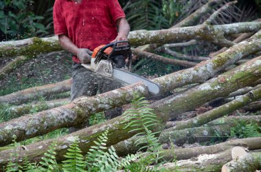 Bilinmeyen bir oduncunun yakın çekimi hareket halindeki ağaç gövdesini kesiyor ve talaş uçuyor. 