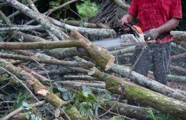 Bilinmeyen bir oduncunun yakın çekimi hareket halindeki ağaç gövdesini kesiyor ve talaş uçuyor. 