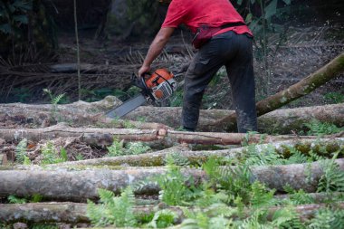 Bilinmeyen bir oduncunun yakın çekimi hareket halindeki ağaç gövdesini kesiyor ve talaş uçuyor. 