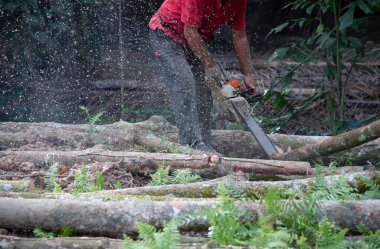 Bilinmeyen bir oduncunun yakın çekimi hareket halindeki ağaç gövdesini kesiyor ve talaş uçuyor. 