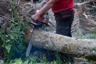 Bilinmeyen bir oduncunun yakın çekimi hareket halindeki ağaç gövdesini kesiyor ve talaş uçuyor. 
