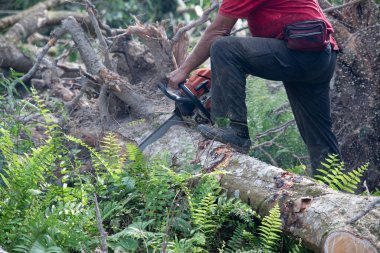 Bilinmeyen bir oduncunun yakın çekimi hareket halindeki ağaç gövdesini kesiyor ve talaş uçuyor. 