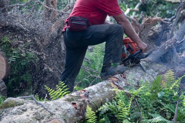 Bilinmeyen bir oduncunun yakın çekimi hareket halindeki ağaç gövdesini kesiyor ve talaş uçuyor. 