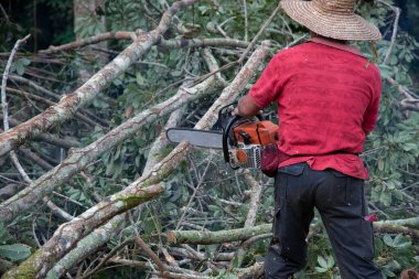 Perak, Malezya. 9 Şubat 2022: Elektrikli testere kullanan tanınmayan bir adam Kg Koh kauçuk plantasyonundaki ormansız çiftliğin eski kauçuk gövdelerini kesti.