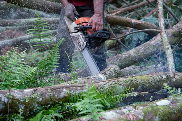 Primer Plano Leñador Desconocido Aserrando Tronco Árbol Movimiento Aserrín Volar —  Fotos de Stock