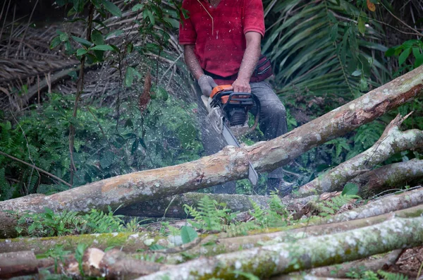 Primer Plano Leñador Desconocido Aserrando Tronco Árbol Movimiento Aserrín Volar —  Fotos de Stock