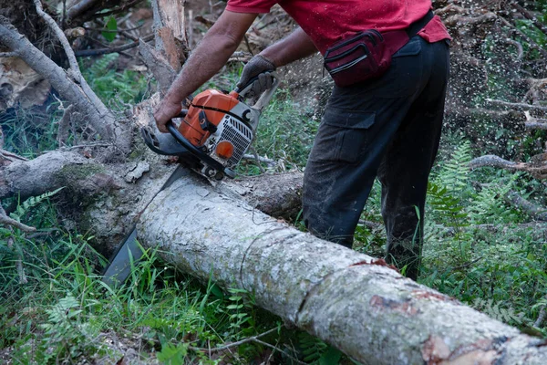 Close Unknown Woodcutter Sawing Tree Trunk Motion Sawdust Fly Side — Stock Photo, Image