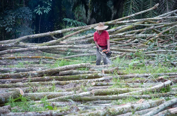 Perak Maleisië Februari 2022 Onherkenbare Man Die Elektrische Kettingzaag Gebruikt — Stockfoto