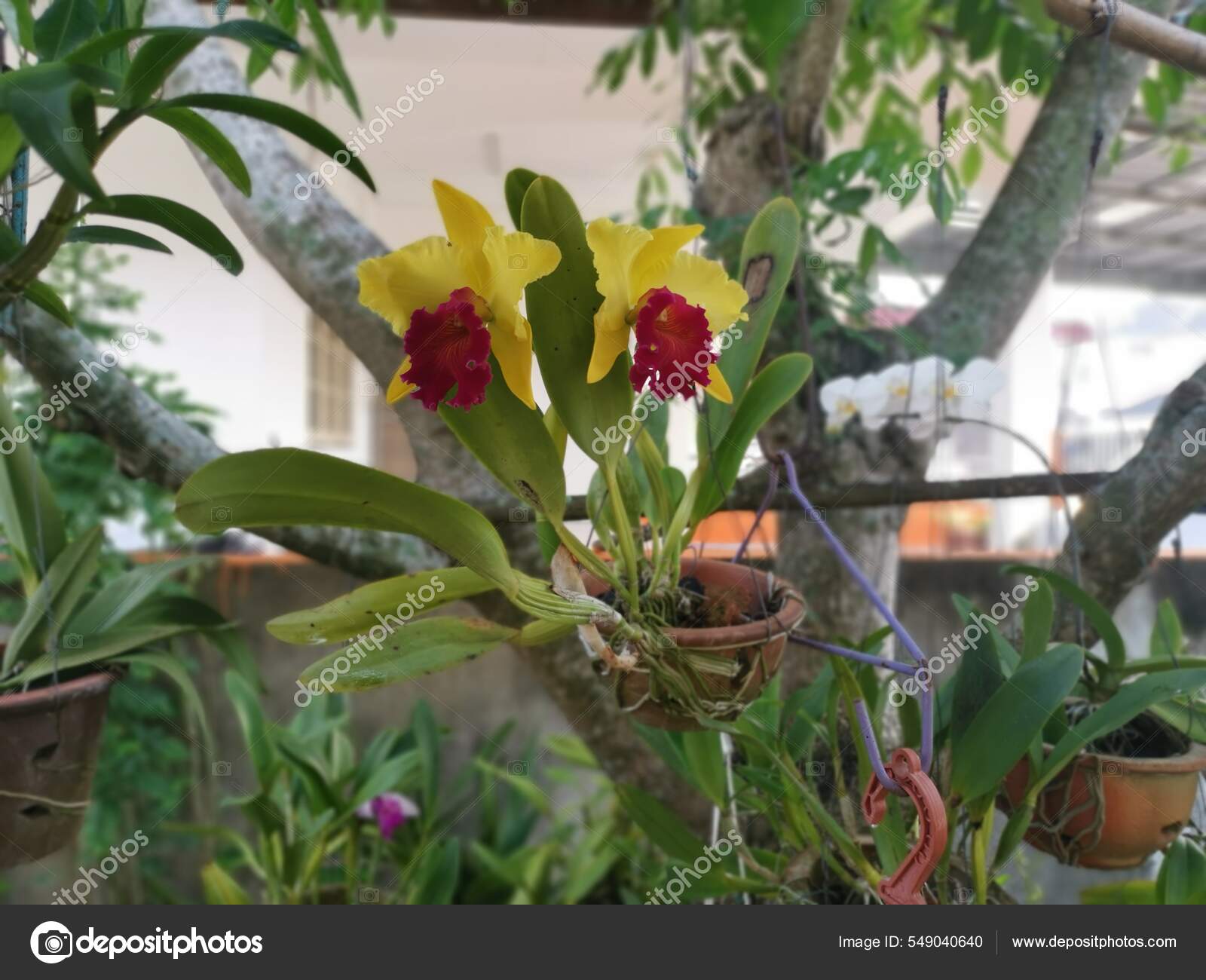 Image Yellow Red Lip Cattleya Orchid Stock Photo by ©sweemingyoung 549040640