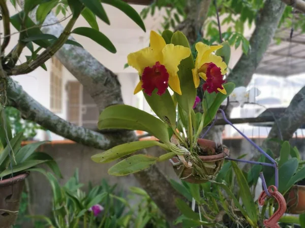 Sarı Dudak Sığır Orkidesinin Görüntüsü — Stok fotoğraf