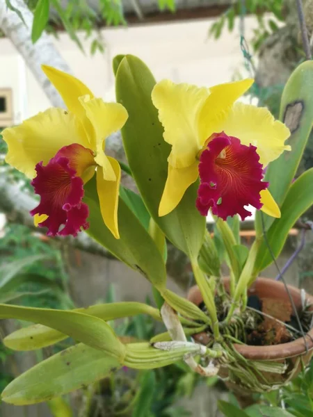 Kép Sárga Piros Ajak Cattleya Orchidea — Stock Fotó