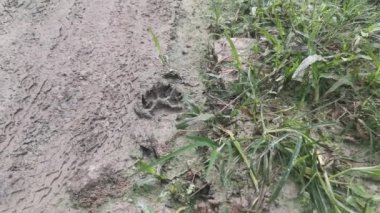 Köpeğin çamurlu zemindeki ayak izleri.