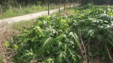Vahşi yaprak canavarı çayırda sürünüyor.