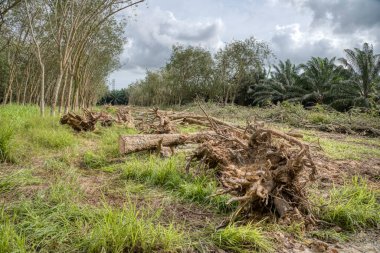 Kauçuk arazinin ormansızlaşması 