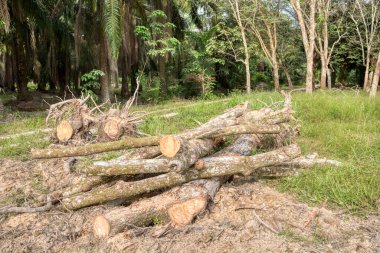 Kauçuk arazinin ormansızlaşması 