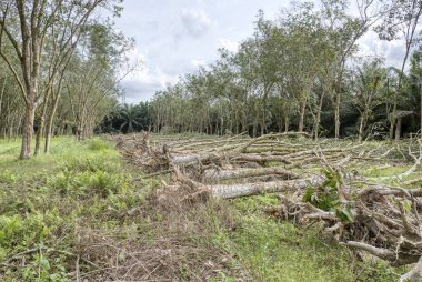 deforestation of the rubber estate  clipart