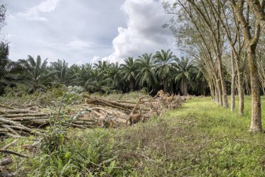Kauçuk arazinin ormansızlaşması 